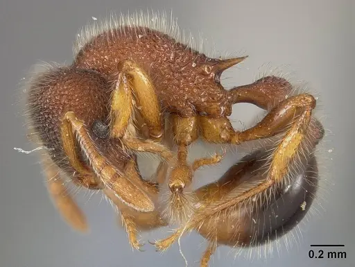 Rogeria blanda - USNMENT00446174