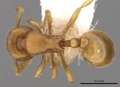 Rogeria bruchi specimen