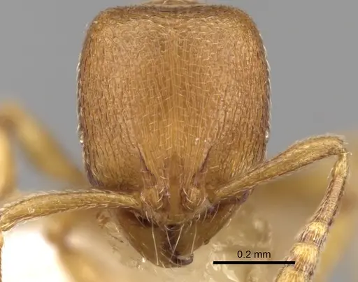 Rogeria bruchi specimen