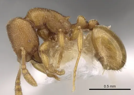 Rogeria bruchi specimen