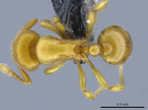 Rogeria bruchi - CASENT0650665