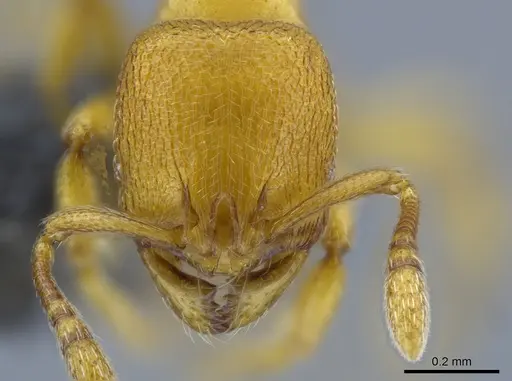 Rogeria bruchi - CASENT0650665