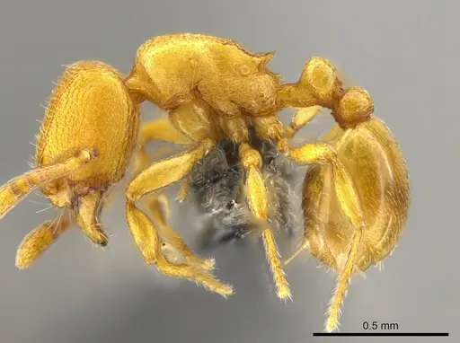 Rogeria bruchi - CASENT0650665