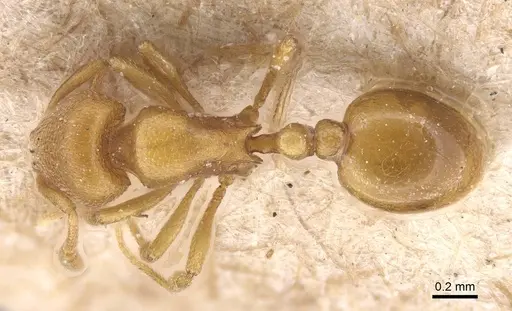 Rogeria bruchi - CASENT0913961