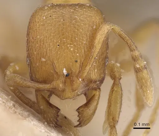 Rogeria bruchi - CASENT0913961