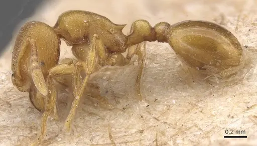 Rogeria bruchi - CASENT0913961