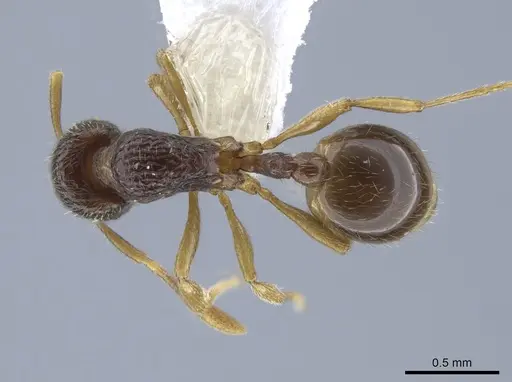 Rogeria brunnea specimen