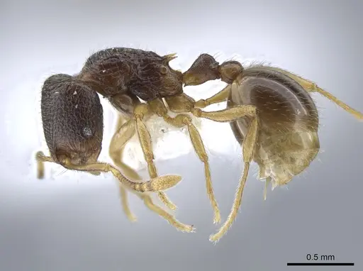 Rogeria brunnea specimen