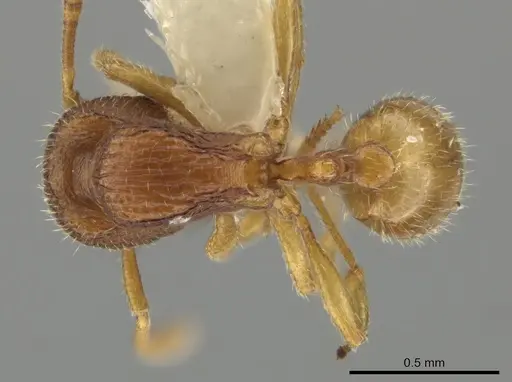 Rogeria carinata specimen