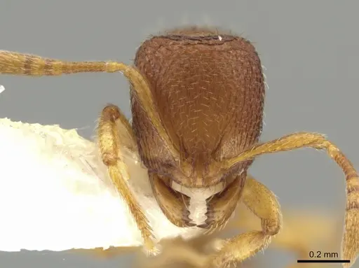 Rogeria carinata specimen