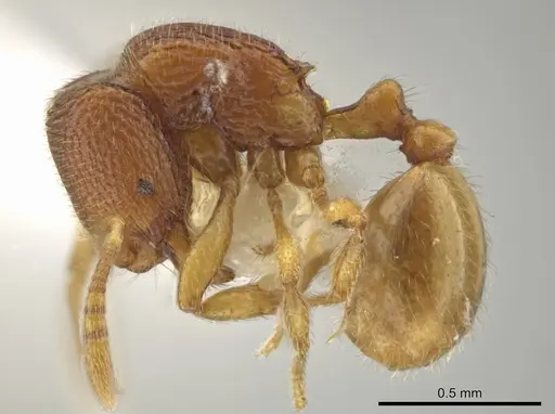 Rogeria carinata specimen