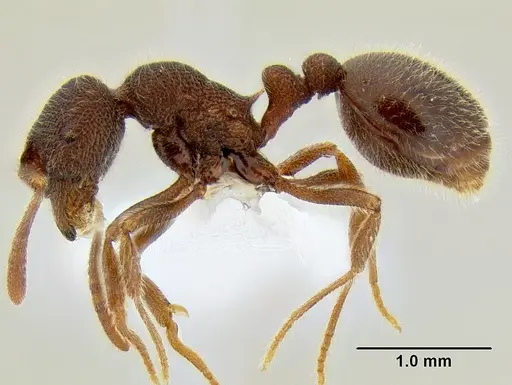 Rogeria ciliosa specimen