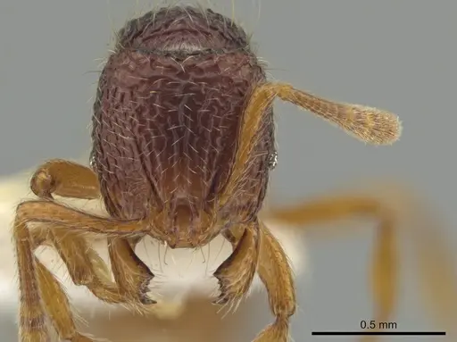 Rogeria cornuta specimen