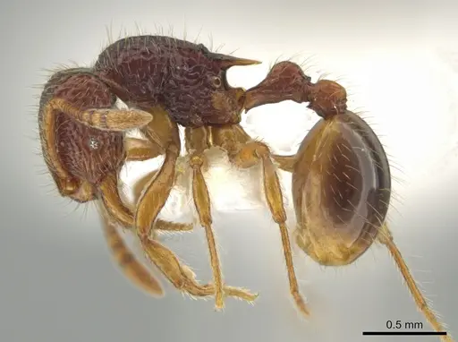 Rogeria cornuta specimen