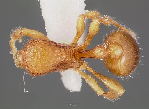 Rogeria creightoni specimen