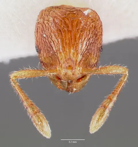 Rogeria creightoni specimen