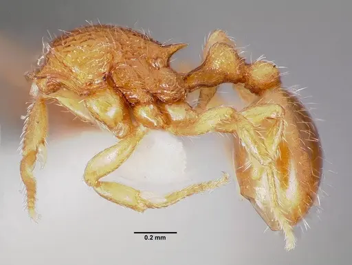 Rogeria creightoni specimen