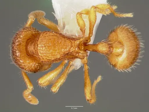 Rogeria creightoni - CASENT0006067