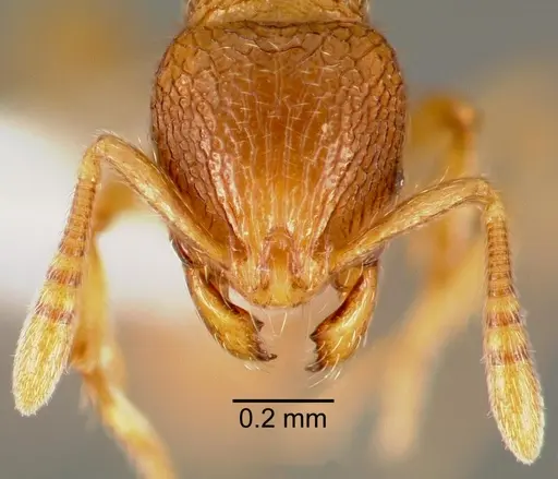 Rogeria creightoni - CASENT0006067