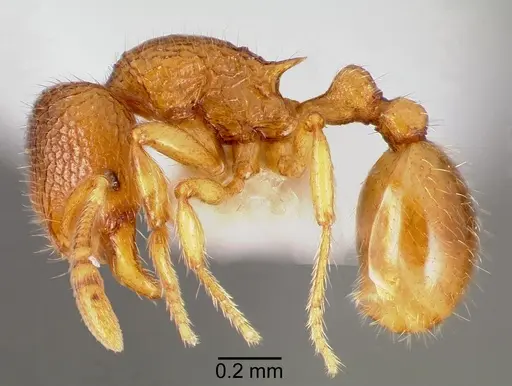 Rogeria creightoni - CASENT0006067