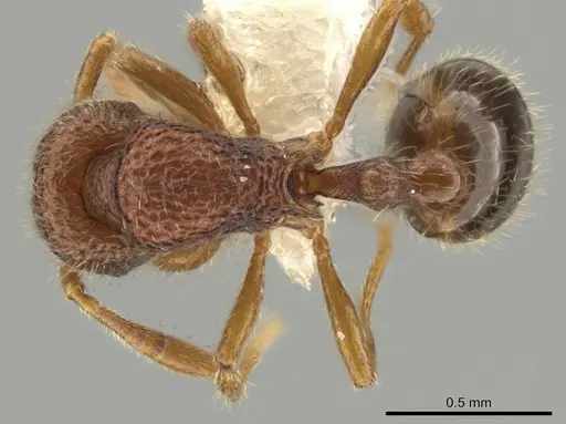 Rogeria creightoni - CASENT0647067