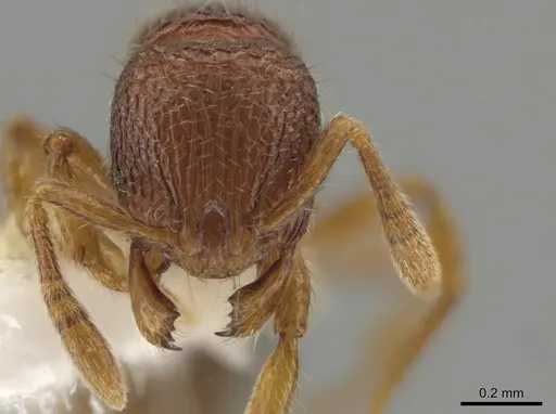 Rogeria creightoni - CASENT0647067