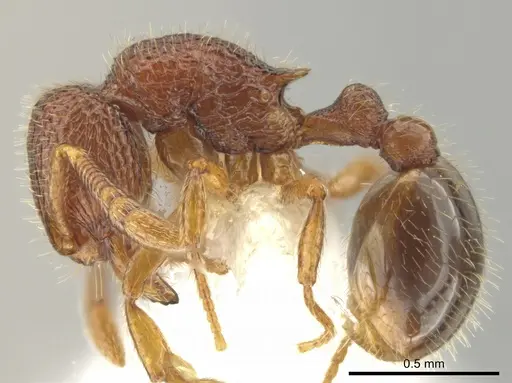 Rogeria creightoni - CASENT0647067