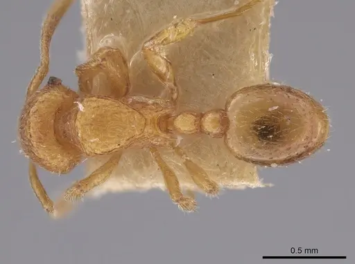 Rogeria creightoni - LACMENT685622