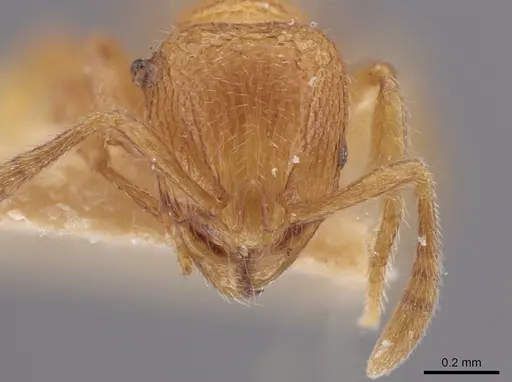 Rogeria creightoni - LACMENT685622