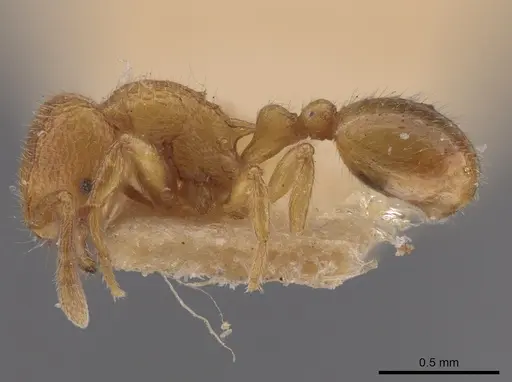 Rogeria creightoni - LACMENT685622