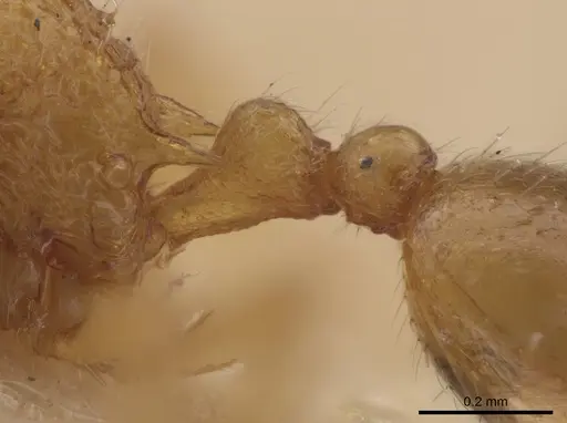 Rogeria creightoni - LACMENT685622