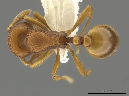 Rogeria cuneola specimen