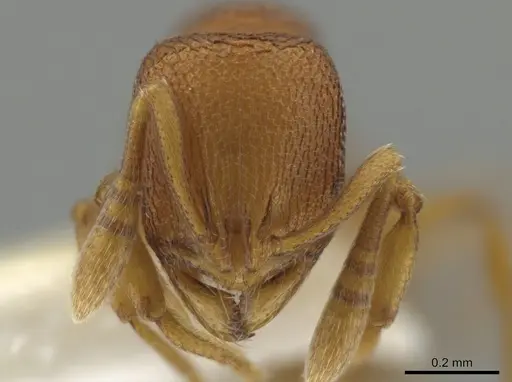 Rogeria cuneola specimen