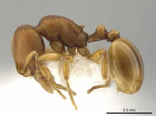 Rogeria cuneola specimen