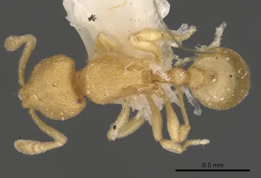 Rogeria cuneola - CASENT0900959