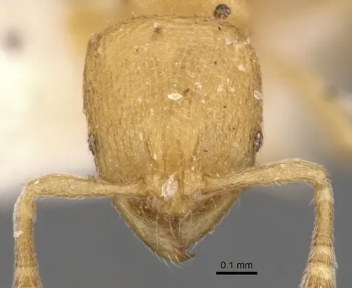 Rogeria cuneola - CASENT0900959