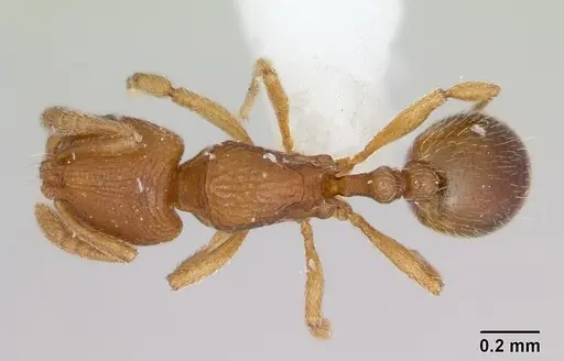 Rogeria curvipubens specimen