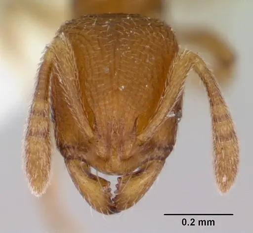 Rogeria curvipubens specimen