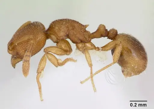 Rogeria curvipubens specimen