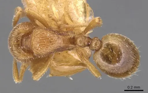 Rogeria curvipubens - CASENT0904780