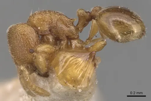 Rogeria curvipubens - CASENT0904780