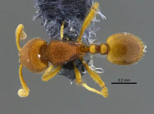 Rogeria curvipubens - CBUMAGENT41961