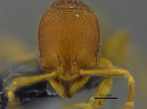 Rogeria curvipubens - CBUMAGENT41961