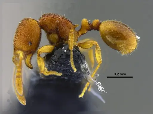 Rogeria curvipubens - CBUMAGENT41961