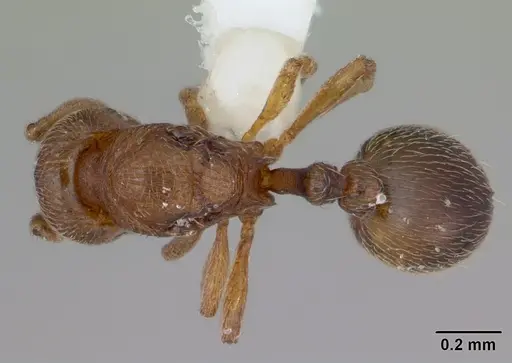 Rogeria curvipubens - ICCDRS0002607