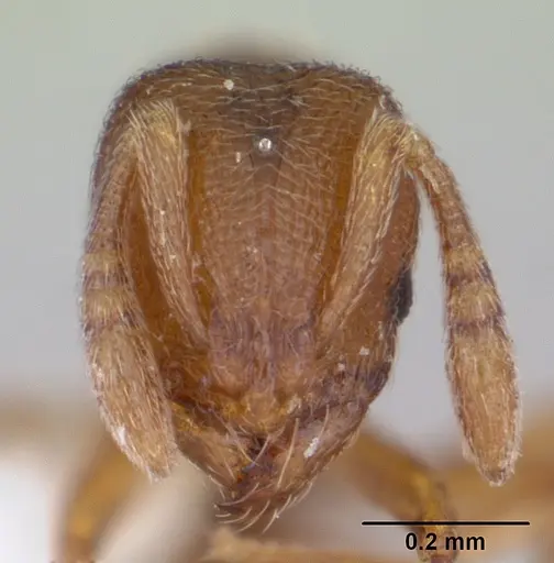 Rogeria curvipubens - ICCDRS0002607