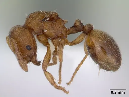 Rogeria curvipubens - ICCDRS0002607