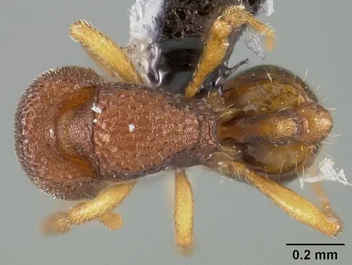 Rogeria curvipubens - USNMENT00446371