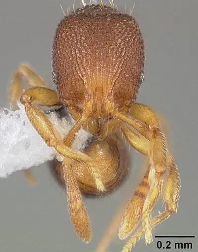 Rogeria curvipubens - USNMENT00446371