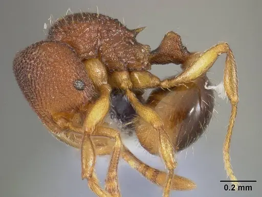 Rogeria curvipubens - USNMENT00446371